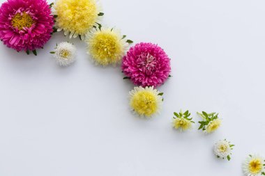 Beyaz arka planda çok renkli taze çiçekler..