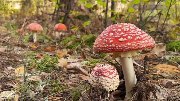 Leć agaric. Jesienny Czerwony Grzyb między brązowymi liśćmi w lesie. — Wideo stockowe