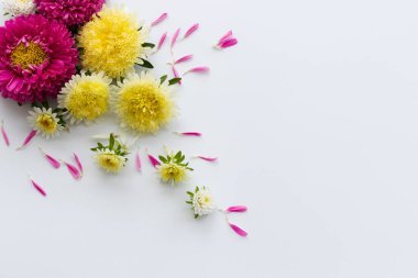 Beyaz arka planda taç yaprakları olan bir buket renkli aster..