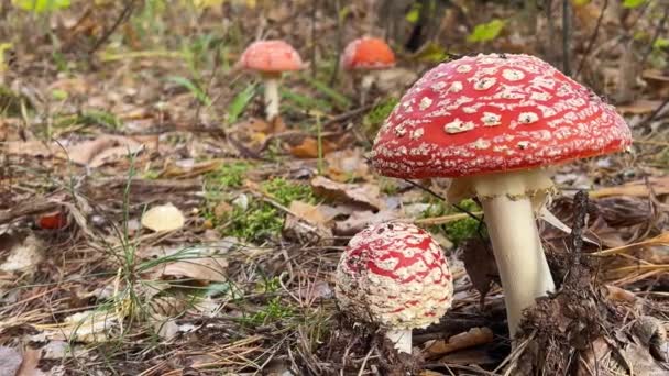 Volar agárico. Champiñones rojos entre hojas marrones de otoño en el bosque. — Vídeo de stock