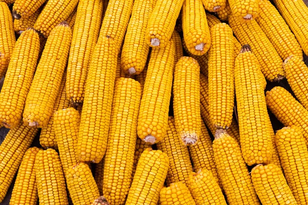 Dry corn background. Animal food. Agriculture, farming concept.