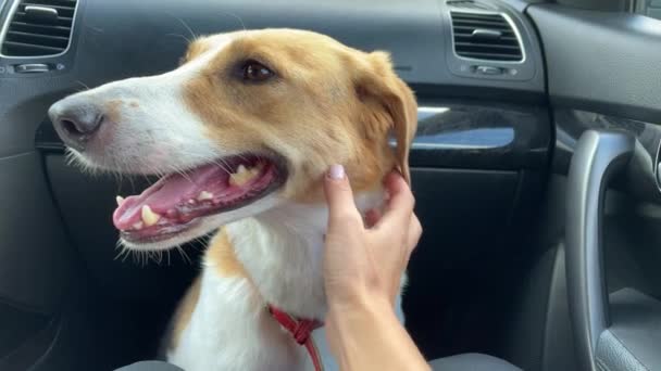 4k Hond zittend in een auto en klaar om te rijden. Vervoer van dieren. — Stockvideo