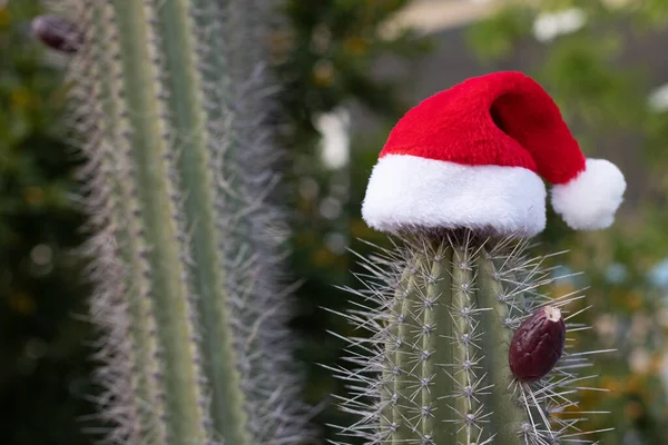 Santa klobouk na kaktusu. Zima v tropech, dovolená koncept. — Stock fotografie