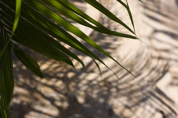 Taşların arka planından bej bir zeminde, palmiye yapraklarının gölgesi. Tropik yapraklar. Seçici odak, bulanık. — Stok fotoğraf