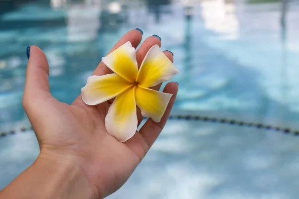在游泳池清澈的水的背景下，雌性手捧着水仙花。在游泳池附近放松的女人。假日、美容美发、手工护理概念. — 图库照片