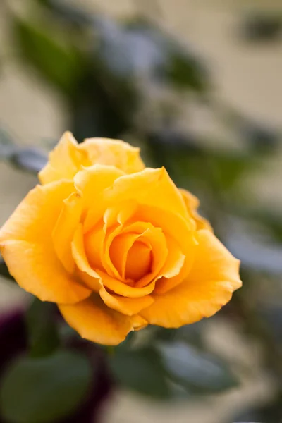 Rosa amarela florescendo no jardim. Fecha a porta. Foco seletivo. — Fotografia de Stock