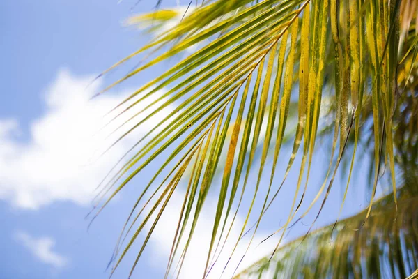 На голубом небе на фоне облаков растут пальмовые листья. Концепция летнего отдыха. Размытый — стоковое фото