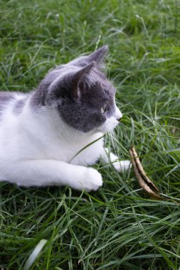 Yeşil çimenlerde yatan şaşırmış kedi portresi. Evcil kedi..