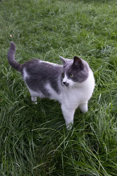 Gato curioso em pé na grama verde e olhando ao redor. — Fotografia de Stock