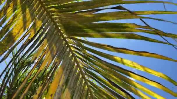 Tropiska kokospalmblad svajande i vinden med solljus, Sommar bakgrund. — Stockvideo
