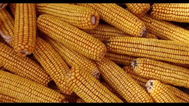 Куча сухих початков кукурузы крупным планом. Сельское хозяйство, сельскохозяйственная концепция. Корм для животных. — стоковое видео