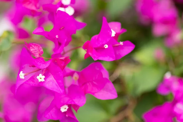 Pembe çiçekli arka plan. Bougainvillea Glabra 'nın beyaz çiçekleri. Macro, Seçici Odaklanma.