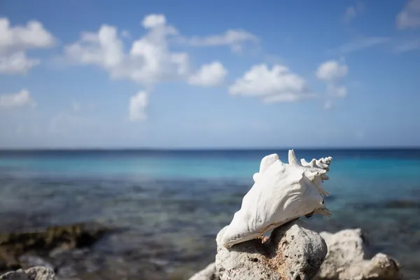 Gros coquillages en gros plan sur la plage de corail sur fond bleu ciel et mer. Paysage marin. Concentration sélective. — Photo