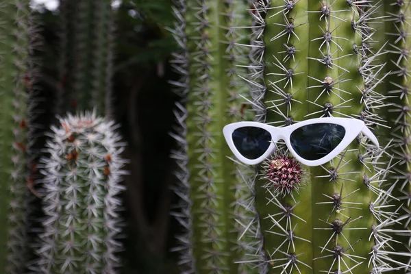 Zabawne duże kaktusy z kolcami i okularami przeciwsłonecznymi. Skupienie selektywne. — Zdjęcie stockowe