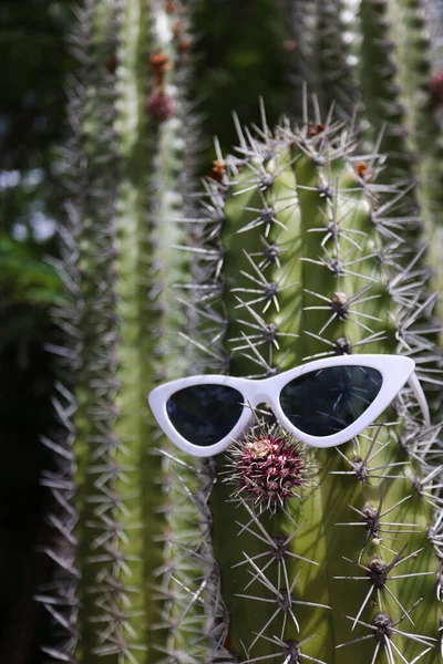 Divertido cactus grande con nariz y gafas de sol. Primer plano. Enfoque selectivo. — Foto de Stock