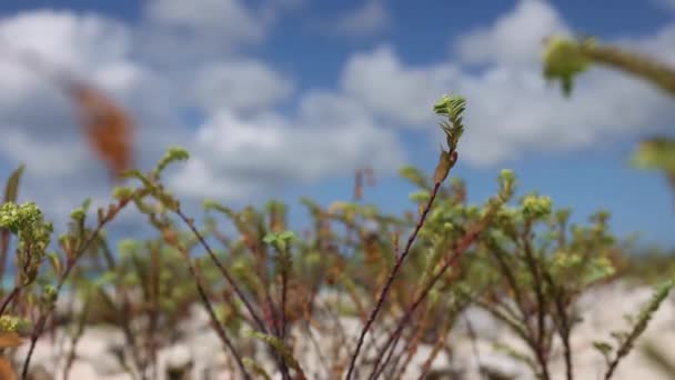 Ξηραμένο νεκρό φυτό ανάμεσα σε πράσινα φυτά. Κίνηση της κάμερας στο ξηρό φυτό. — Αρχείο Βίντεο