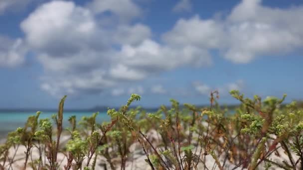 Deniz manzarasının arka planında rüzgârda sallanan küçük bitkiler.. — Stok video