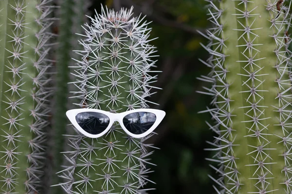 Fun big cactus with thorns and the sunglasses. Closeup. — Stock Photo, Image