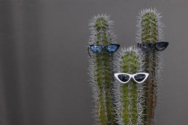 Kakteen mit Sonnenbrille. Auf einem grauen Wandhintergrund mit Kopierraum. — Stockfoto