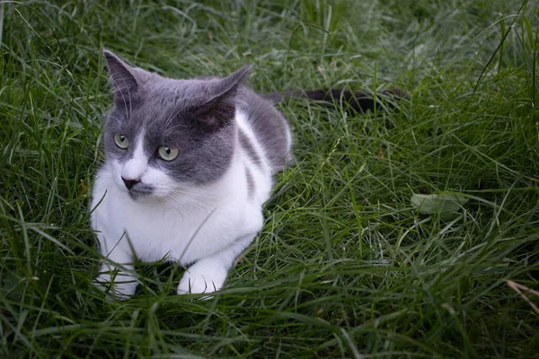 Portrait of surprised cat lying in green grass. Domestic cat outdoor. — Stock Photo, Image