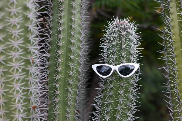 Ilustração de planta de cacto cinza, Cactaceae Saguaro, Cactus 8, azul,  paisagem, planta Haste png