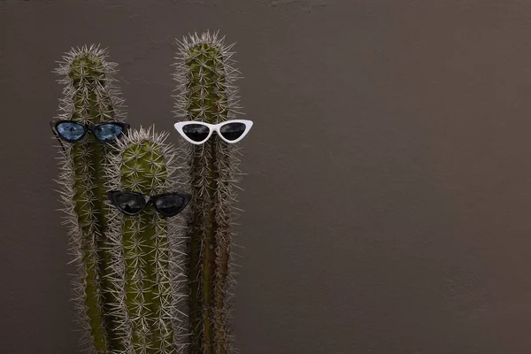 Güneş gözlüğü takan eğlenceli ve serin üç kaktüs. Boşluğu kopyala.