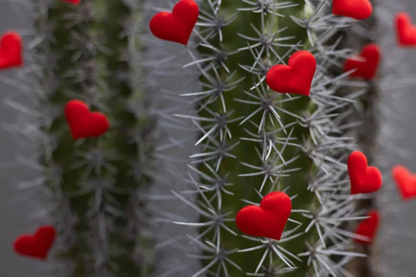 Kaktus s velkými trny a malými červenými srdíčky. Selektivní zaměření. — Stock fotografie