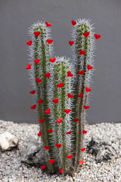 Kaktus v zahradě s malými červenými srdíčky. Selektivní zaměření. — Stock fotografie