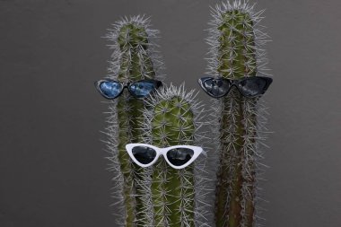 Güneş gözlüklü, soğuk ve eğlenceli üç kaktüs.. 