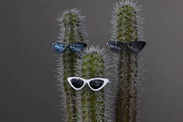 Fun et cool trois cactus avec les lunettes de soleil. — Photo