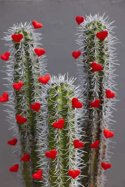 Kaktusy s velkými trny a malými červenými srdíčky. Selektivní zaměření. — Stock fotografie