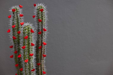 Üzerinde büyük dikenler ve küçük kırmızı kalpler olan kaktüsler. Seçici odaklanma. Fotokopi alanı olan gri bir arkaplanda.