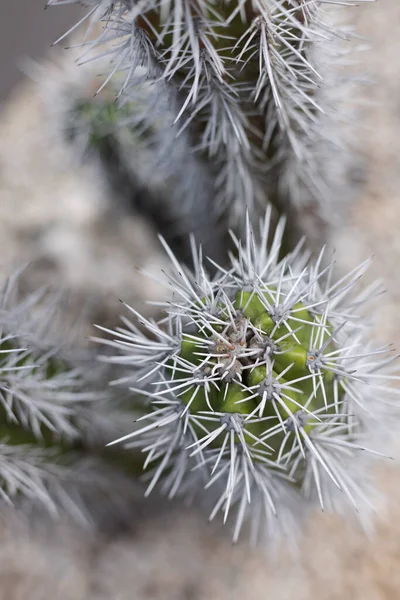 Las espinas del cactus se acercan. Enfoque selectivo. —  Fotos de Stock