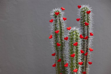 Üzerinde büyük dikenler ve küçük kırmızı kalpler olan kaktüsler. Seçici odaklanma. Fotokopi alanı olan gri bir arkaplanda.