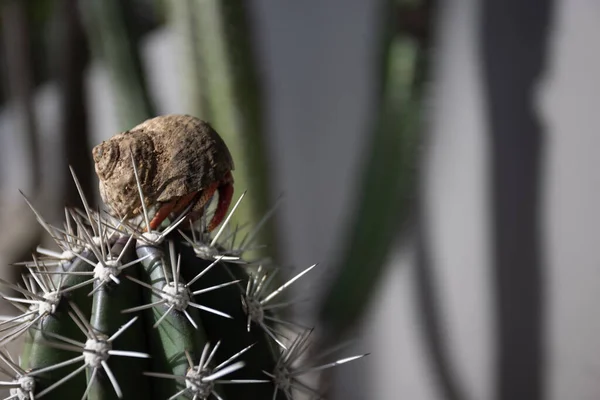Malý krab poustevník ve skořápce sedí na vrcholu kaktusu. — Stock fotografie