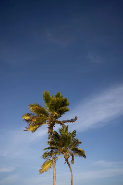Пальмы на голубом фоне неба. Тропические растения. — стоковое фото