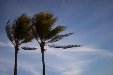  Akşam vakti mavi gökyüzü arka planında palmiye ağaçları. Tropik bitki.