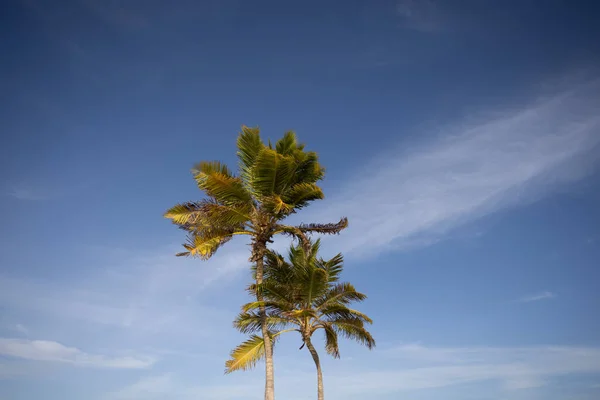 Пальмы на голубом фоне неба. Тропические растения. — стоковое фото
