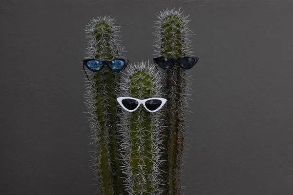 Güneş gözlüklü üç büyük kaktüs eğlencelidir. Tropik bölgelerde tatiller.