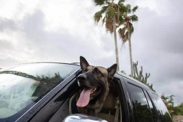 El perro viaja en coche mirando por la ventana a la carretera. —  Fotos de Stock