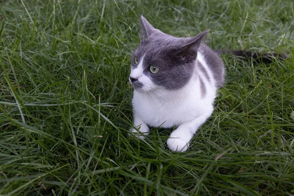 Ritratto di gatto sorpreso sdraiato nell'erba verde. gatto domestico all'aperto. — Foto Stock