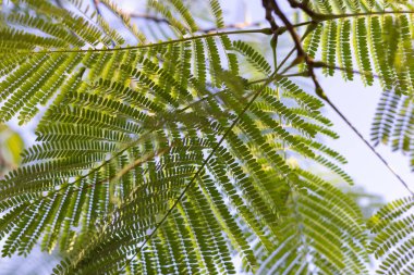 Açık gökyüzü arka planında tropikal yapraklı dal.
