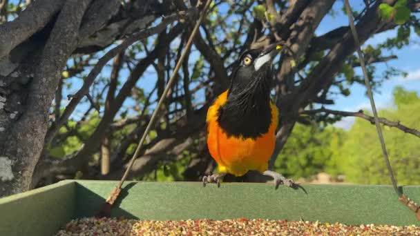Pták Campo Troupial nebo Icterus jamacaii skoky na krmivo pro ptáky k jídlu. Closeup. — Stock video