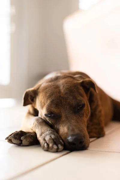 Portrait of the dog on the tiled floor. Brindle dog. — Stock Photo, Image