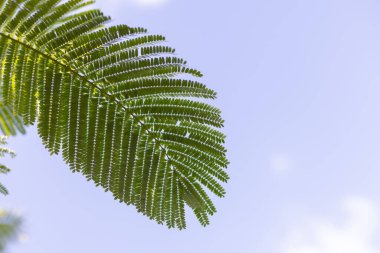 Mavi gökyüzü arka planında tropik bir yaprak. Seçici odak.