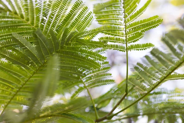 Leaves of paraserianthes lophantha tree on a blue sky background. Selective focus. Royalty Free Stock Images