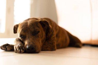 Döşemede duran köpeğin portresi. Getir köpeği..