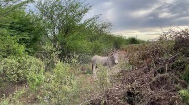 Eşek tropikal çalıların arasında yürüyor ve kulaklarını oynatıyor. Vahşi eşekler..