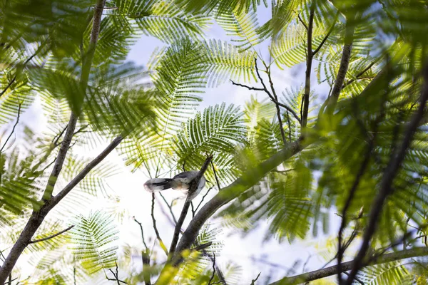 Tropische boom met een vogel op een lichte hemel achtergrond. Onderaan het zicht. Selectieve focus. — Stockfoto