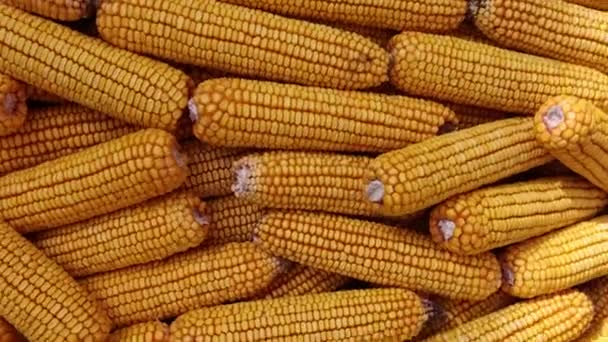 Pannocchie di mais secche primo piano. Agricoltura, concetto di agricoltura. Alimenti per animali. — Video Stock